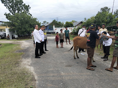 CV Putri Hafizah Mantapkan Dompu sebagai Sentra Sapi Nasional, Kirim 362 Ekor Bibit Unggul ke Kalimantan